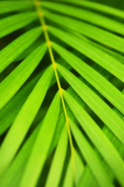 Пальма листья — стоковое фото