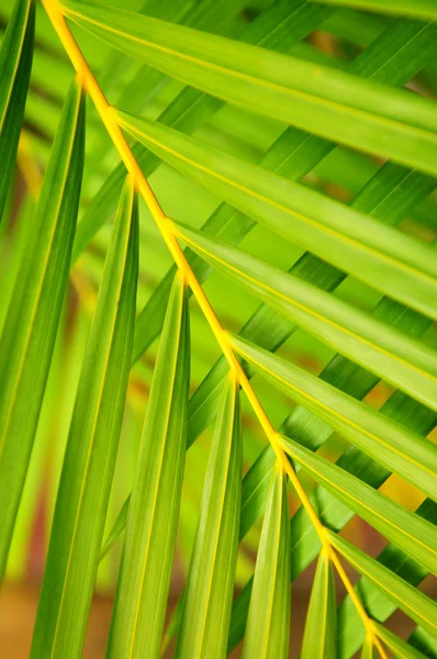 Liście palmy — Zdjęcie stockowe