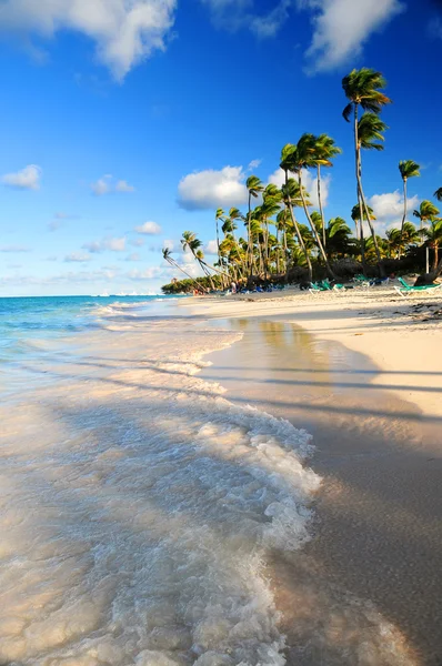 ドミニカ共和国でヤシの木と熱帯の砂浜のビーチ — ストック写真