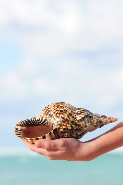 Seashell i hand — Stockfoto
