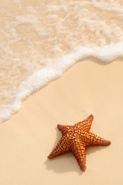 Sjöstjärnor Och Ocean Wave Tropisk Sandstrand — Stockfoto