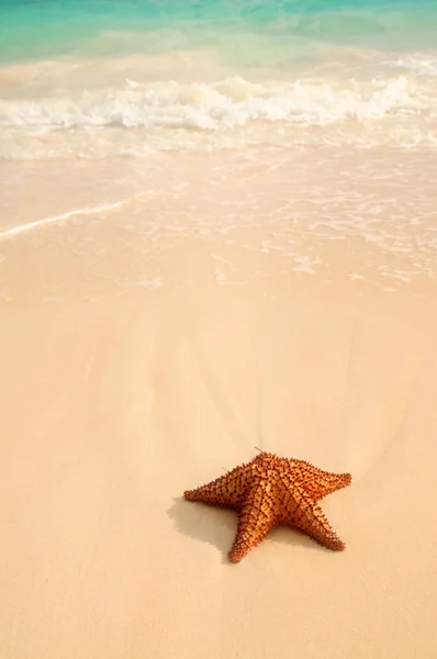 Estrella de mar y ola oceánica — Foto de Stock