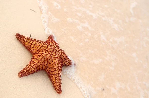 Морские Звезды Океанская Волна Песчаном Тропическом Пляже — стоковое фото