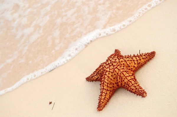 Starfish Onda Oceânica Praia Tropical Arenosa — Fotografia de Stock