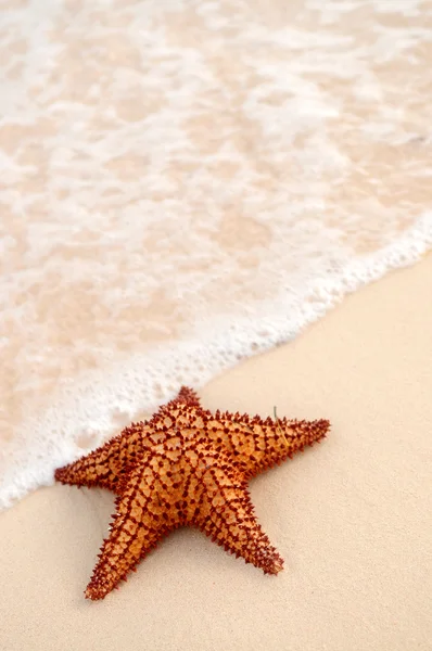 Estrella de mar y ola oceánica — Foto de Stock