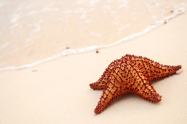 Estrella de mar y ola oceánica —  Fotos de Stock