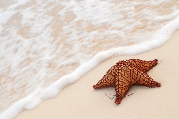 Deniz yıldızı ve okyanus dalgası — Stok fotoğraf