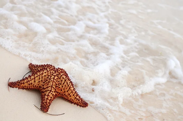 Starfish and ocean wave — Stock Photo, Image