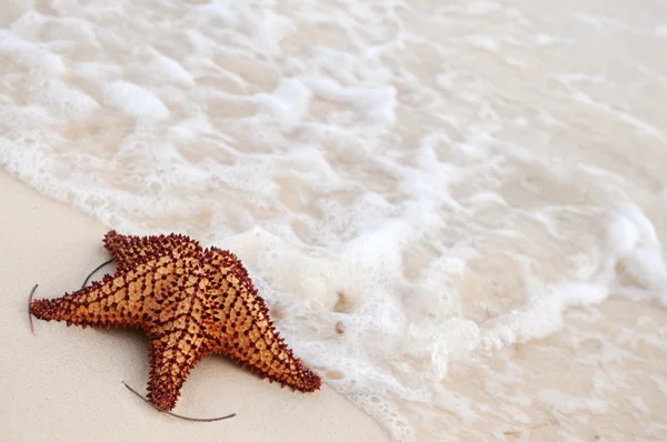 Estrella de mar y ola oceánica — Foto de Stock