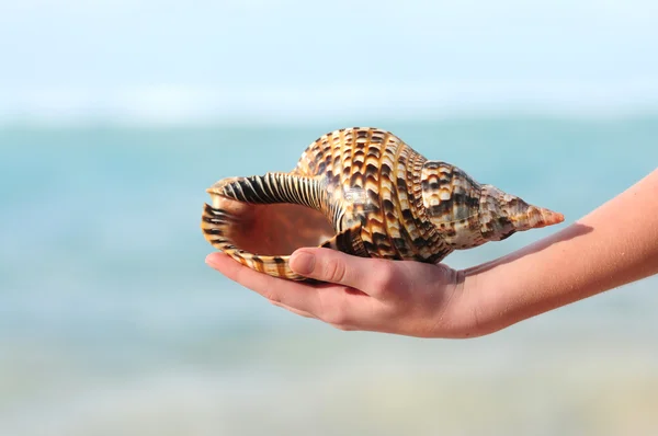 Seashell in hand — Stockfoto
