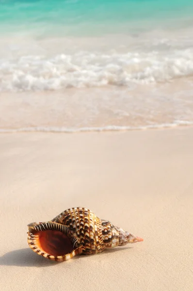 在热带沙滩上的贝壳和海洋波 — 图库照片