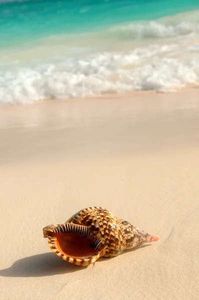Seashell och ocean wave — Stockfoto