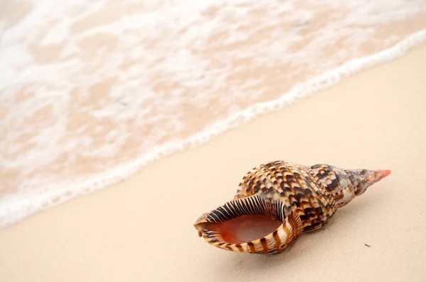 Seashell Onda Oceanica Sulla Spiaggia Tropicale Sabbiosa — Foto Stock