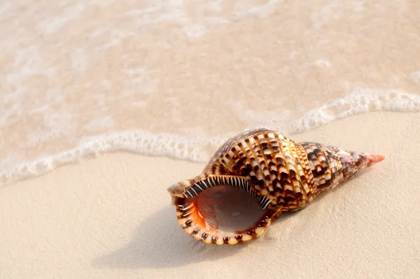 Seashell and ocean wave — Stock Photo, Image