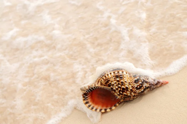 Seashell Ocean Wave Sandy Tropical Beach — Stock Photo, Image