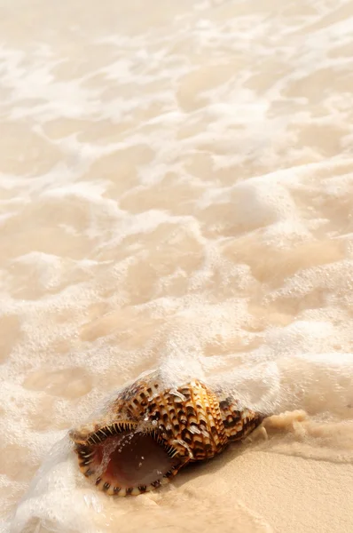 Deniz Kabuğu Okyanus Dalgası Tropikal Kumsal Üzerinde — Stok fotoğraf