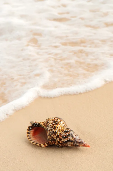 Seashell y ola oceánica — Foto de Stock