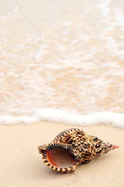 Seashell y ola oceánica — Foto de Stock