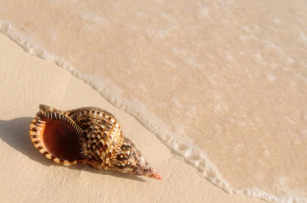Seashell Ocean Wave Tropische Zandstrand — Stockfoto