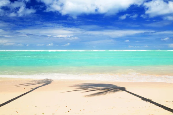 Ongerepte Tropisch Strand Met Palm Bomen Schaduwen Het Caribische Eiland — Stockfoto