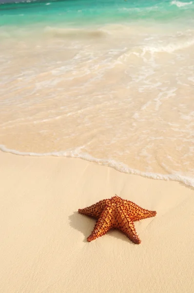 熱帯砂浜でヒトデおよび海の波 — ストック写真