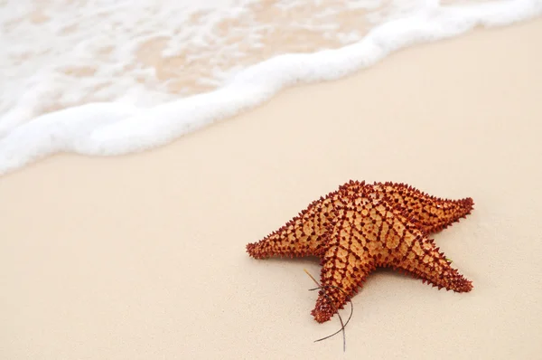 Starfish e onda oceânica — Fotografia de Stock
