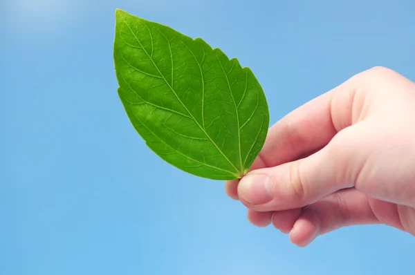 Ręka trzyma liść zielony — Zdjęcie stockowe