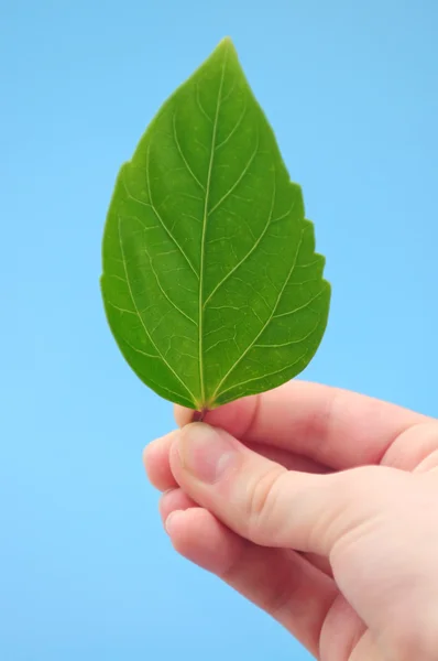Ruka Držící Čerstvé Zelené Listy Modrém Pozadí — Stock fotografie