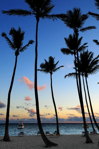 Palm Bomen Silhouetten Bij Zonsopgang Tropische Resort — Stockfoto