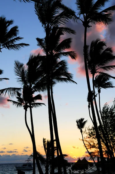 Palm Δέντρα Σιλουέτες Την Ανατολή Στο Tropical Resort — Φωτογραφία Αρχείου