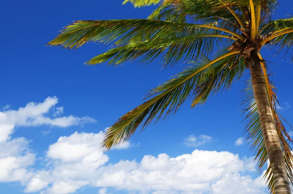 Palmiye Ağaç Gölgelik Mavi Gökyüzü Arka Plan Üzerinde — Stok fotoğraf