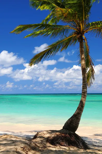 热带岛屿与棕榈树的沙滩 — 图库照片