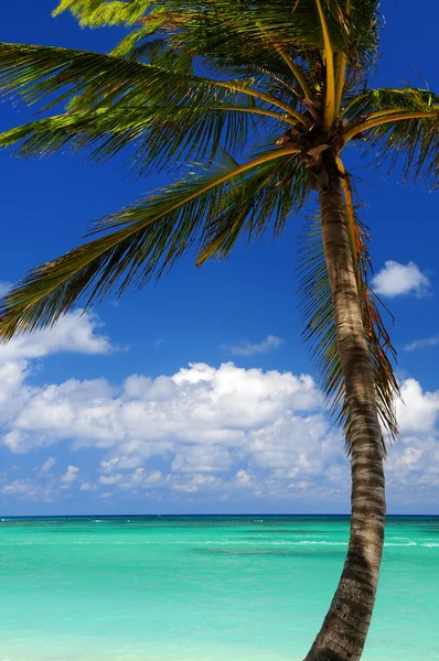 Scenic View Caribbean Sea Palm Tree — Stock Photo, Image