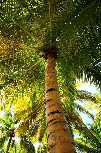 Παλάμη Δέντρο Στεγάστρων Στο Τροπικό Δάσος Ένα Νησί Της Καραϊβικής — Φωτογραφία Αρχείου