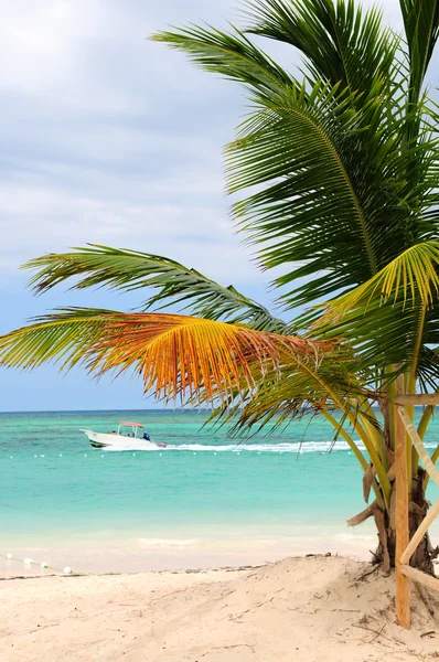 Praia Tropical Com Palmeira Pequeno Barco — Fotografia de Stock