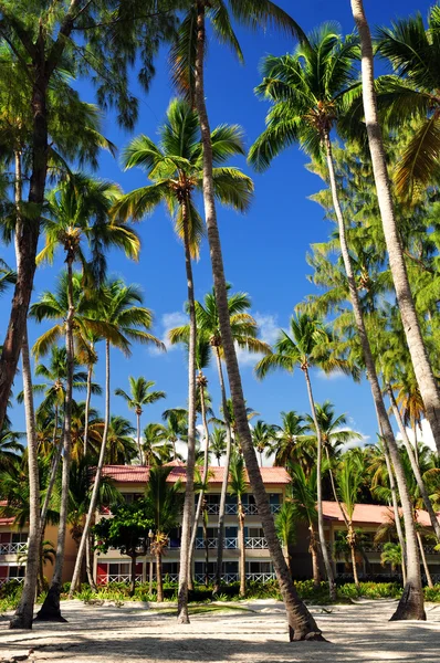 Пальмові Дерева Оточують Готель Тропічних Resort Домініканській Республіці — стокове фото