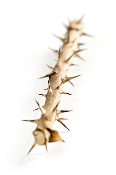 Růže Větev Trny Izolovaných Bílém Pozadí — Stock fotografie