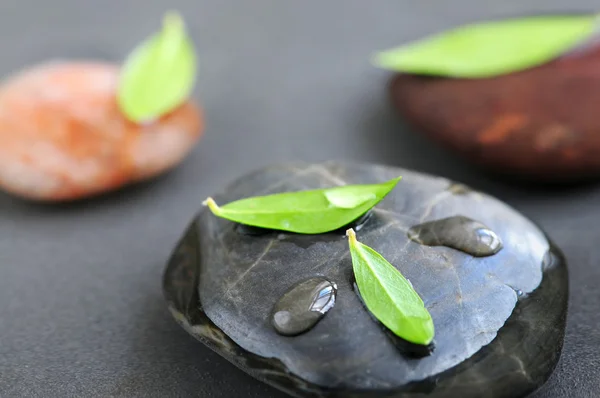 緑の葉と水の滴の水に浸漬の石 — ストック写真