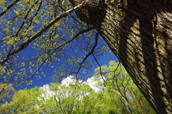 Весеннее Дерево Молодой Листвой Голубым Небом — стоковое фото