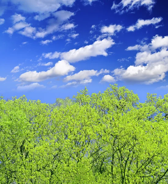 Våren Skog Med Unga Bladverk Och Blå Himmel — Stockfoto