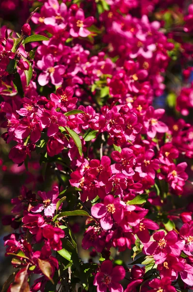 Flor Manzano Rosa Brillante Cerca —  Fotos de Stock