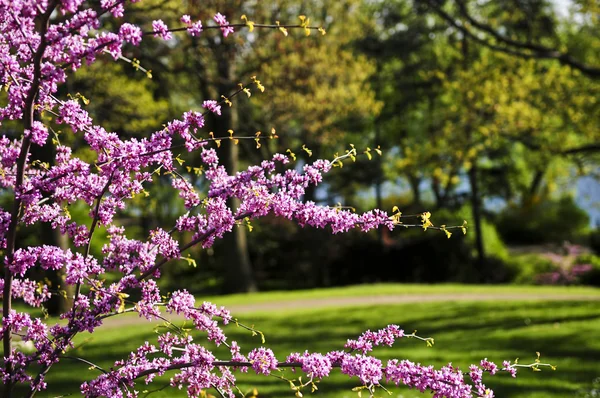 Cerisier Fleurs Dans Parc Printanier — Photo