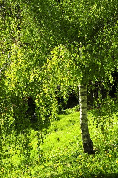 Green birch tree — Stock Photo, Image
