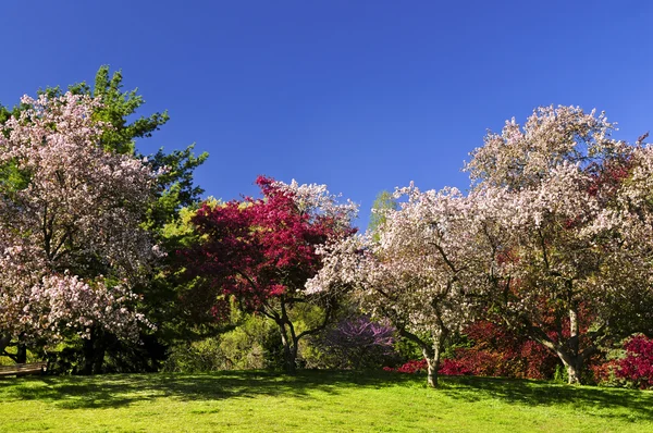 Krajobraz Drzew Owocowych Kwitnących Wiosną Park — Zdjęcie stockowe