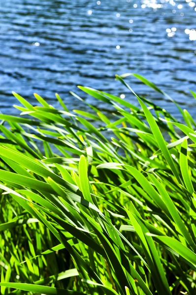 Natural Background Green Reeds Water Edge — Stock Photo, Image