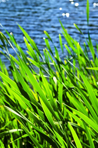 Naturlig Bakgrund Gröna Vassen Vid Vatten Kanten — Stockfoto