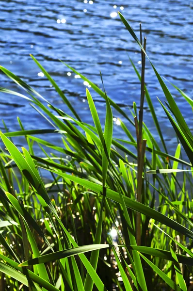 Reeds at water edge — Stock Photo, Image