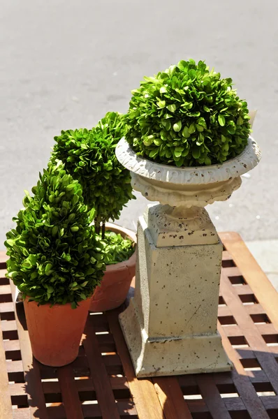 木のテラス テーブルの上の緑の植物の鉢植え — ストック写真