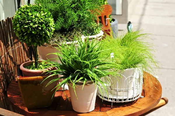 Plantas verdes em vaso — Fotografia de Stock