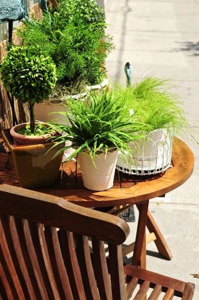 Potted green plants — Stock Photo, Image